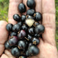 Myrcia Rhodeosepala Live Plant