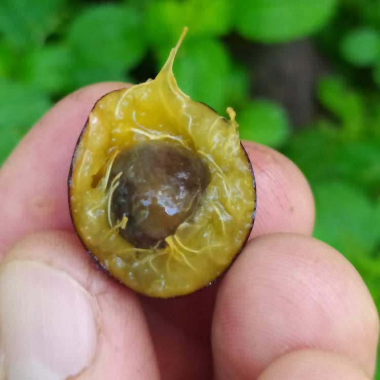 Tree Cambui LIve Plant (Myrciaria arborea)