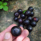 Tree Cambui LIve Plant (Myrciaria arborea)