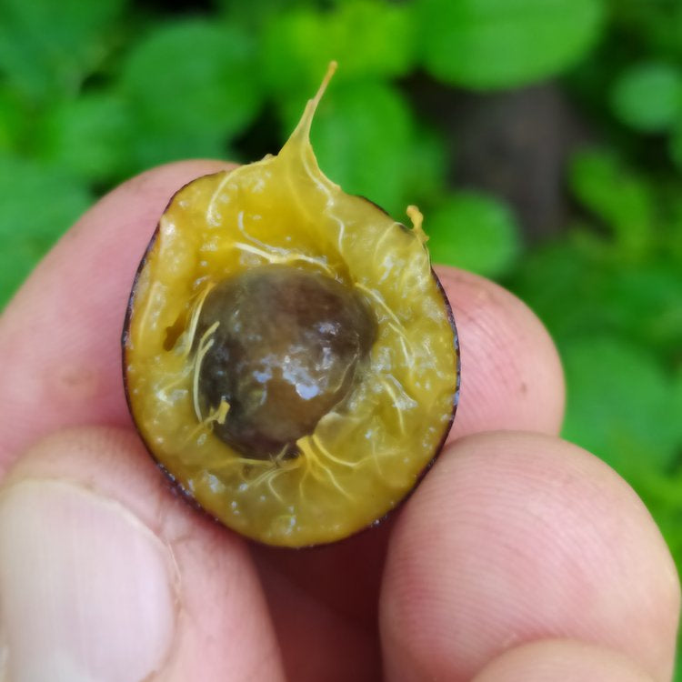 Tree Cambui LIve Plant (Myrciaria arborea)