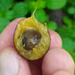 Tree Cambui LIve Plant (Myrciaria arborea)