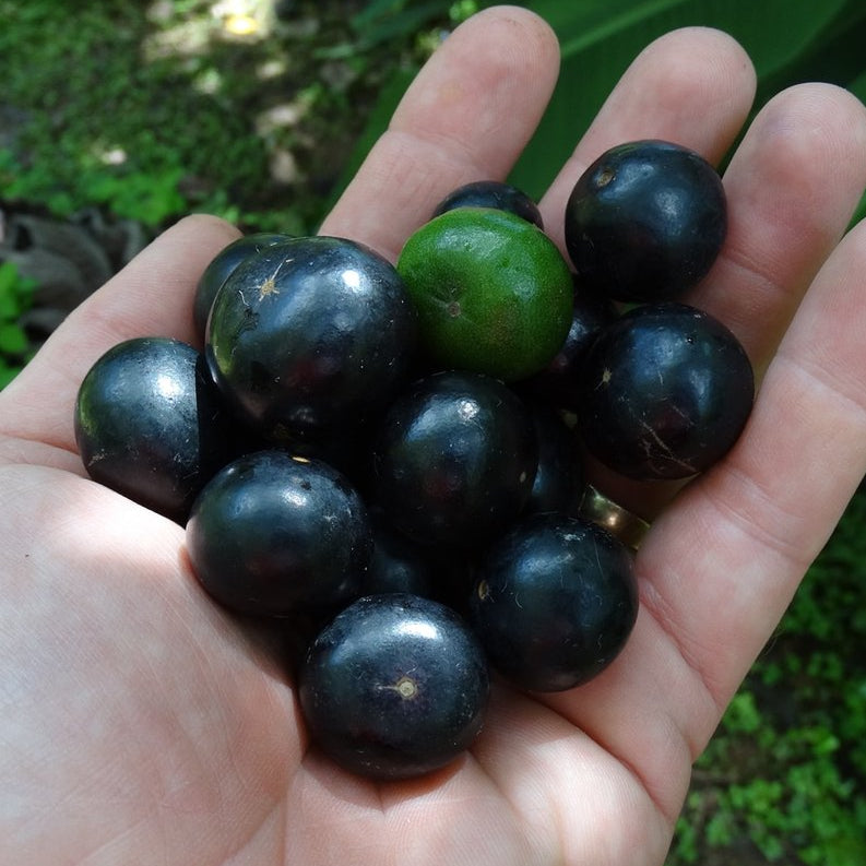 Tree Cambui LIve Plant (Myrciaria arborea)