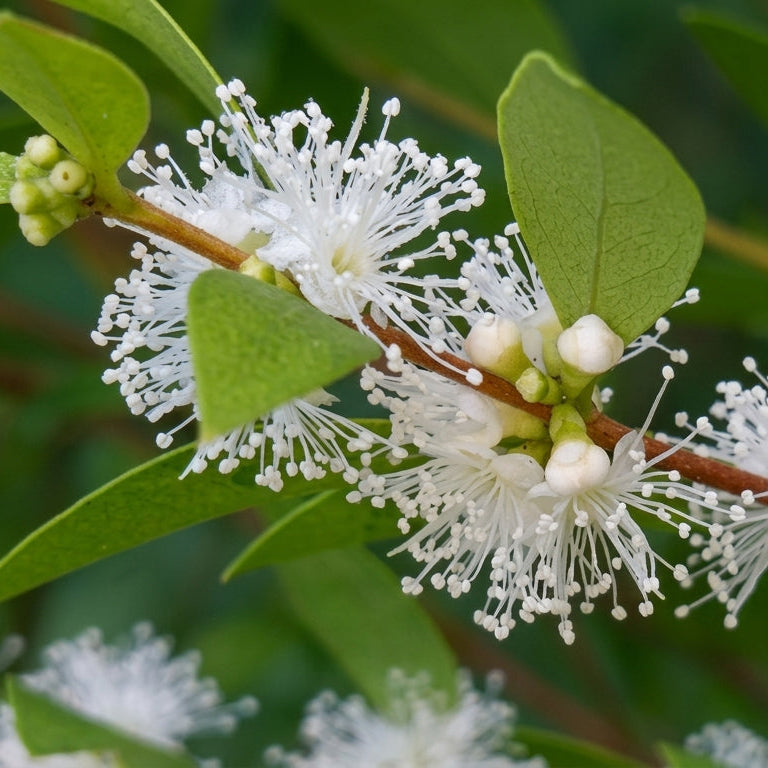 Myrciaria Cuspidata Live Plant