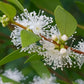 Myrciaria Cuspidata Live Plant