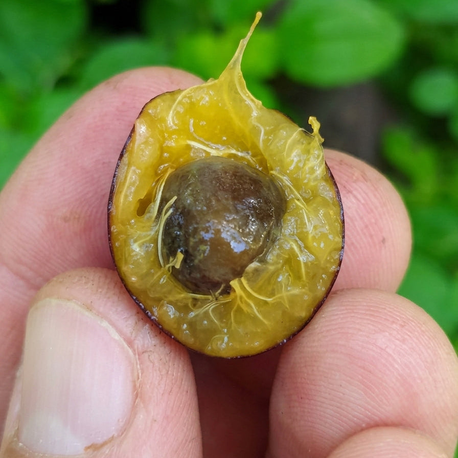 Myrciaria Floribunda Live Plant