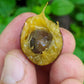 Myrciaria Floribunda Live Plant
