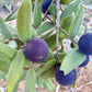 Blue Guaquiea Live Plant (Myrciaria caerulescens)