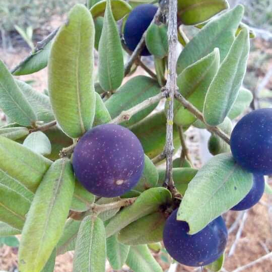 Blue Guaquiea Live Plant (Myrciaria caerulescens)