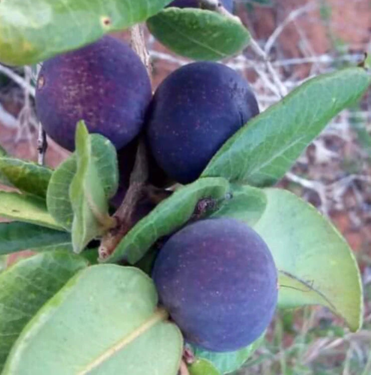 Blue Guaquiea Live Plant (Myrciaria caerulescens)