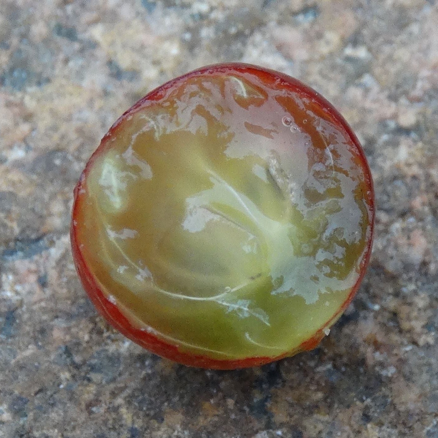 Myrciaria sp Joinville Live Plant (Myrciaria sp Joinville)