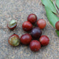 Myrciaria sp Joinville Live Plant (Myrciaria sp Joinville)