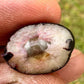 Myrcia sp. “Colombiana" Live Plant