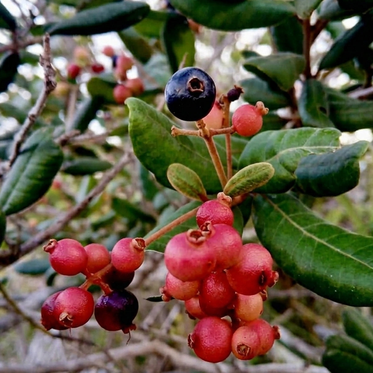 Myrcia sp Caerulescens Live Plant