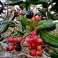 Myrcia sp Caerulescens Live Plant