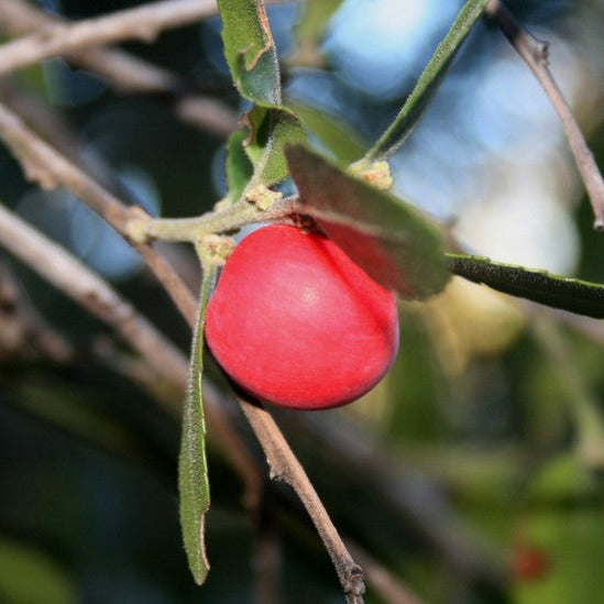 Koobooberry Live Plant (Mystroxylon aethiopicum )