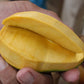 Nam Tan Tao Mango Live Plant (Mangifera indica)