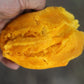 Nam Tan Tao Mango Live Plant (Mangifera indica)