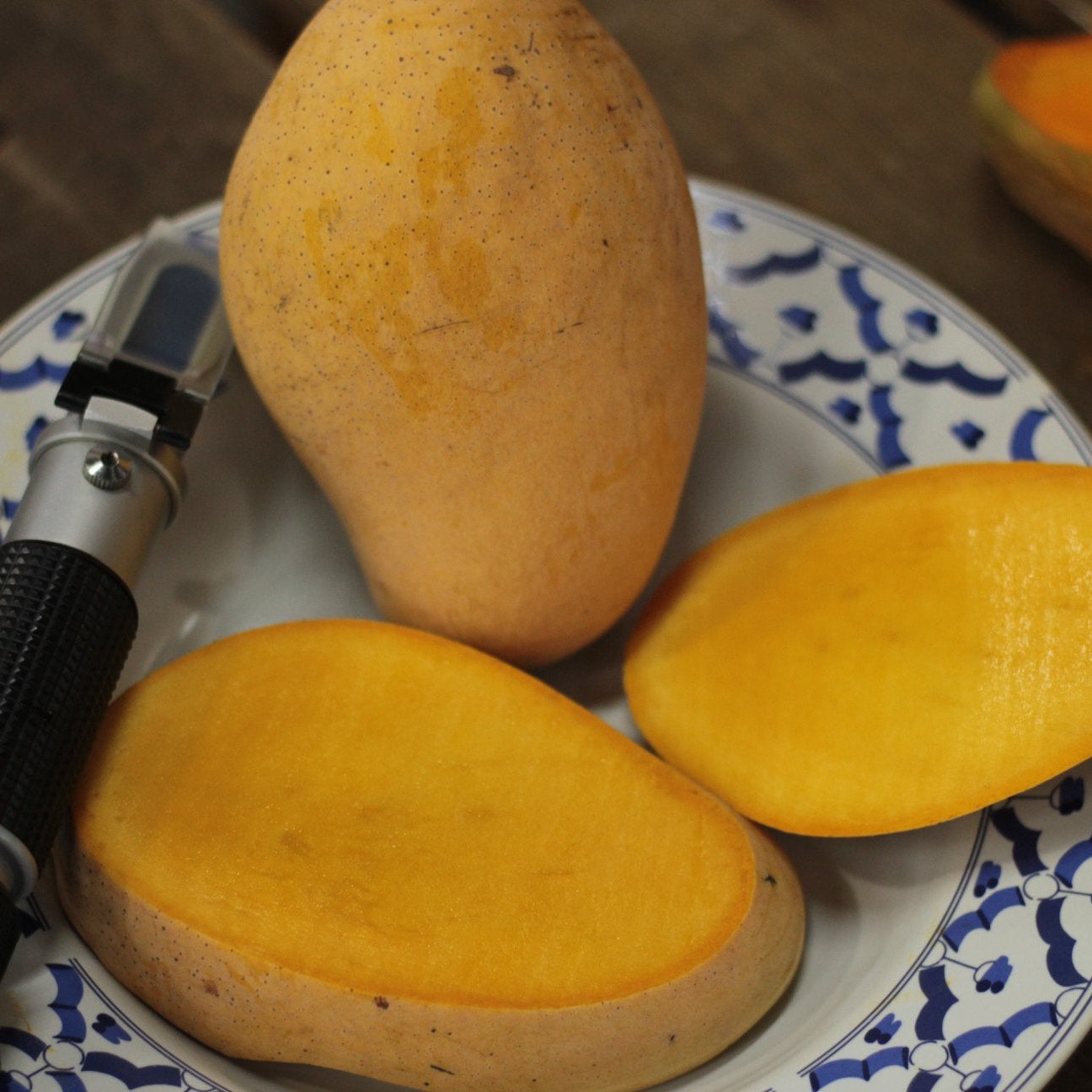 Nam Tan Tao Mango Live Plant (Mangifera indica)