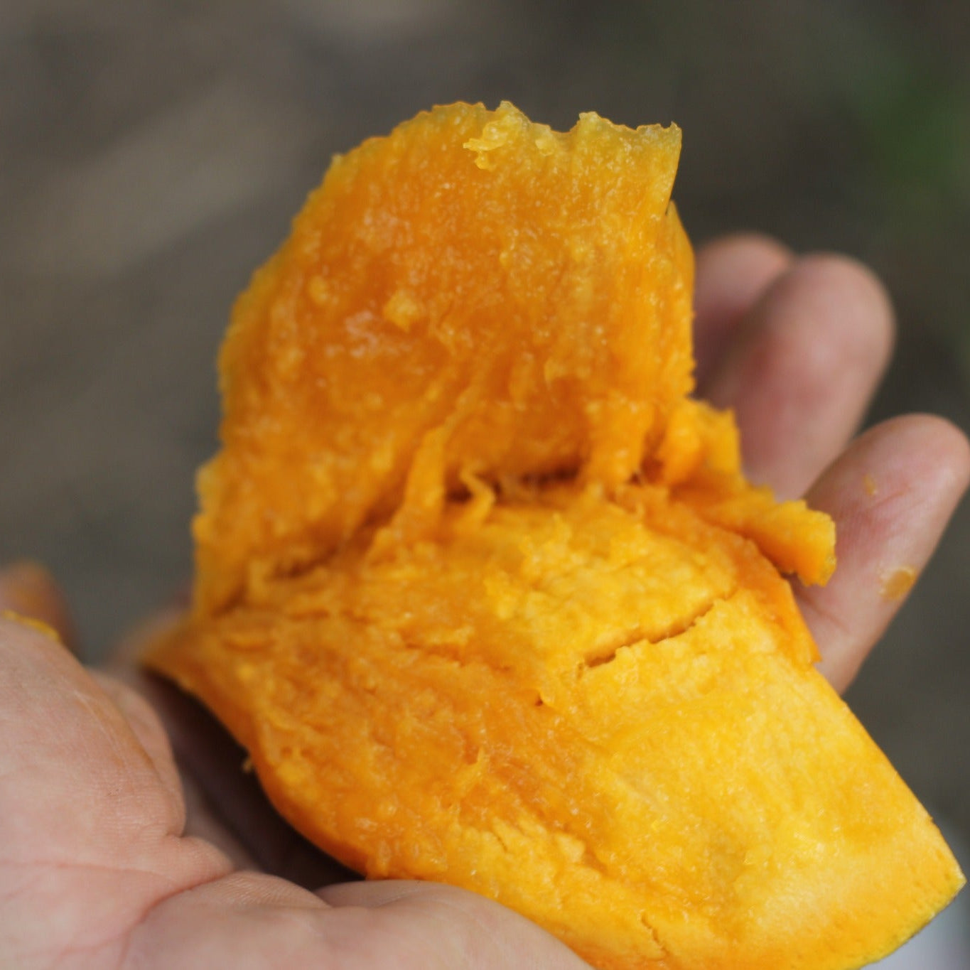 Nam Tan Tao Mango Live Plant (Mangifera indica)