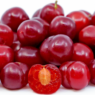 Nanking cherry (Prunus tomentosa) Live Plant