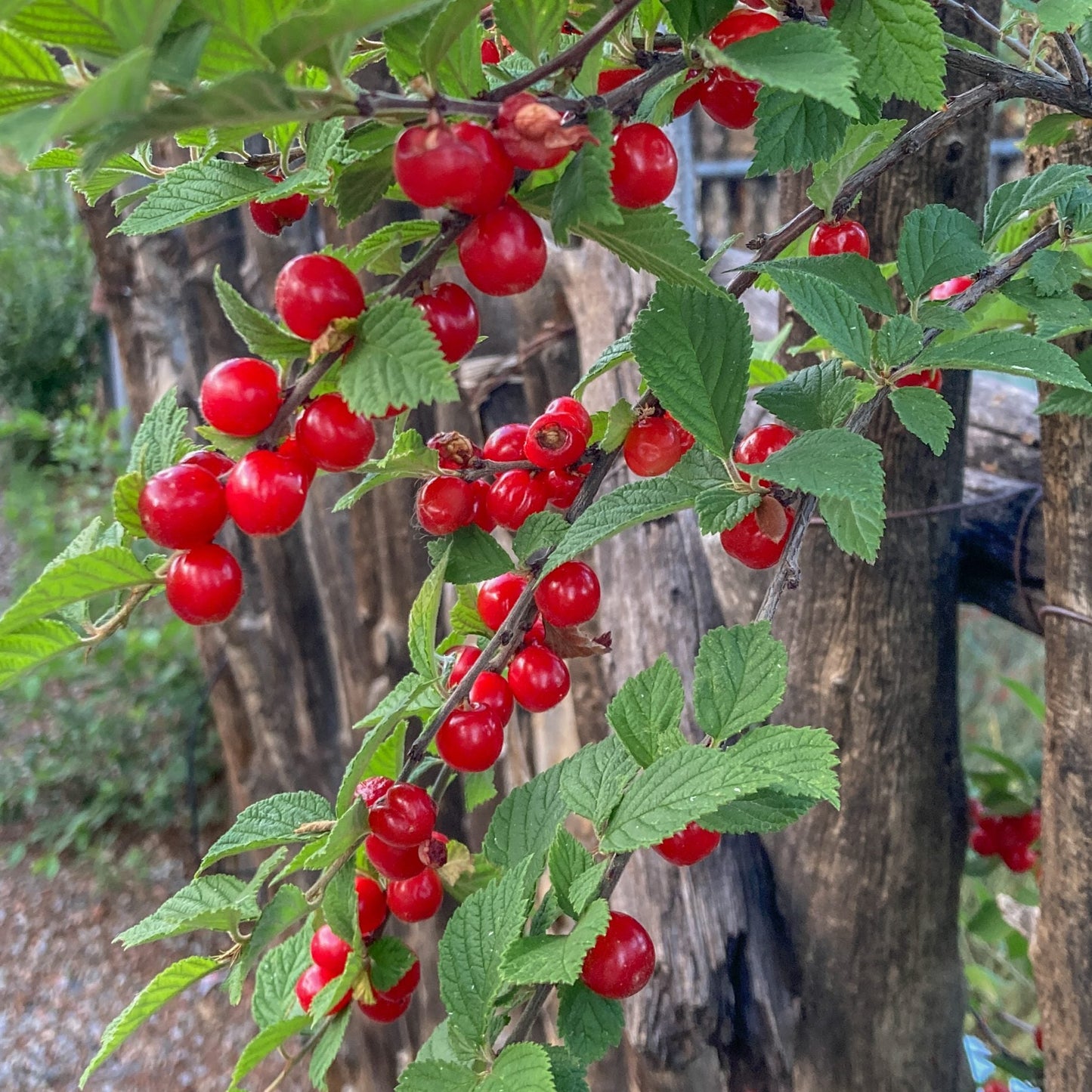 Nanking cherry (Prunus tomentosa) Live Plant