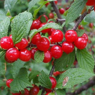 Nanking cherry (Prunus tomentosa) Live Plant