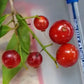 Neomitranthes rubi Live Plant (Neomitranthes sp Rubi)