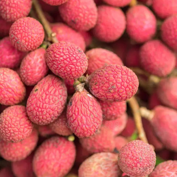 Korlan Fruit Live Plant (Nephelium hypoleucum)