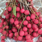 Korlan Fruit Live Plant (Nephelium hypoleucum)