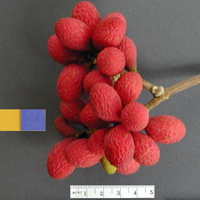 Korlan Fruit Live Plant (Nephelium hypoleucum)