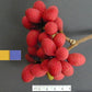 Korlan Fruit Live Plant (Nephelium hypoleucum)