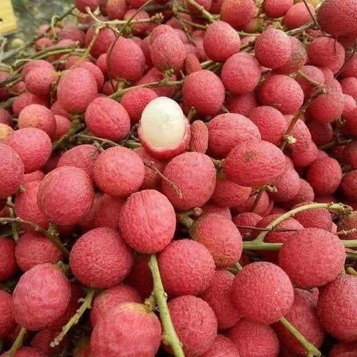 Korlan Fruit Live Plant (Nephelium hypoleucum)