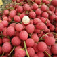 Korlan Fruit Live Plant (Nephelium hypoleucum)