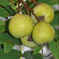 Service Tree Live Plant (Sorbus domestica)