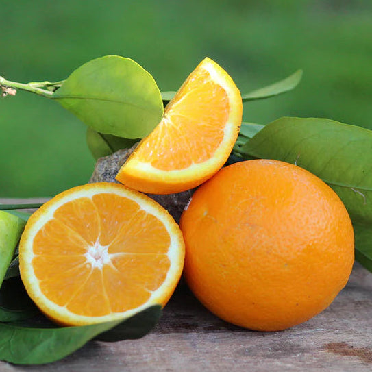 Pineapple Sweet Orange (Citrus sinensis) Live Fruit Plant