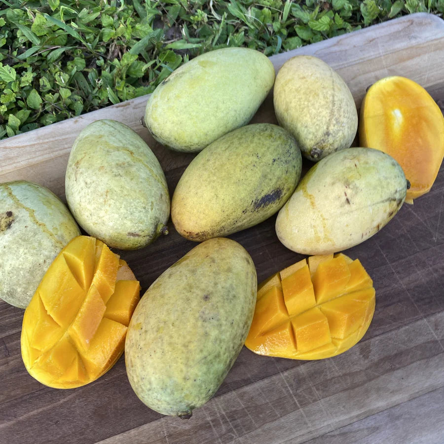 Orange Sherbet Mango Live Plant (Mangifera indica)