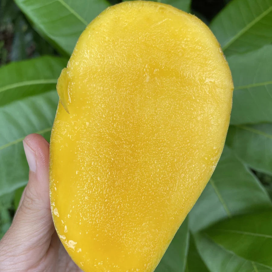 Orange Sherbet Mango Live Plant (Mangifera indica)