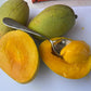 Orange Sherbet Mango Live Plant (Mangifera indica)