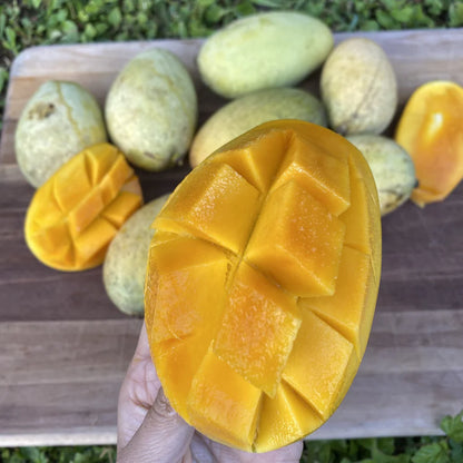 Orange Sherbet Mango Live Plant (Mangifera indica)