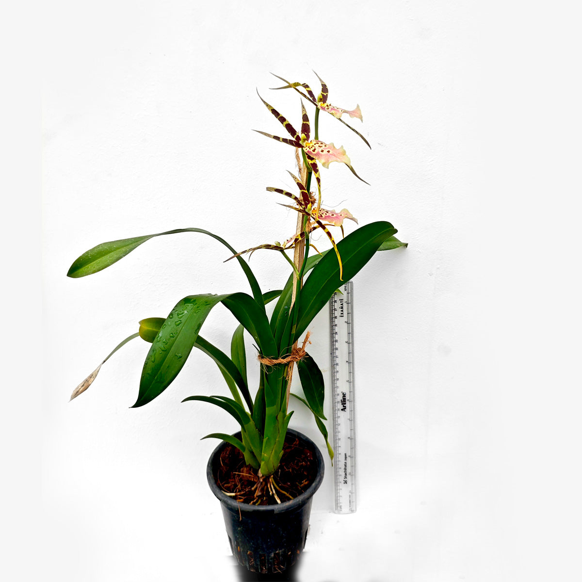 Oncidium Shelob Orchid Live Plant