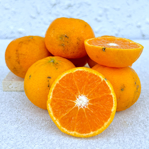 Orri Mandarin Live Plant (Citrus reticulata)