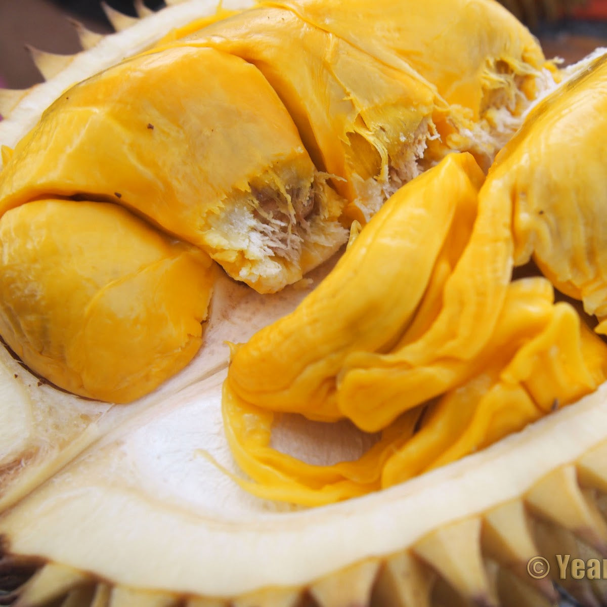 Durian Pulu Fruit Plant (Durio kutejensis )