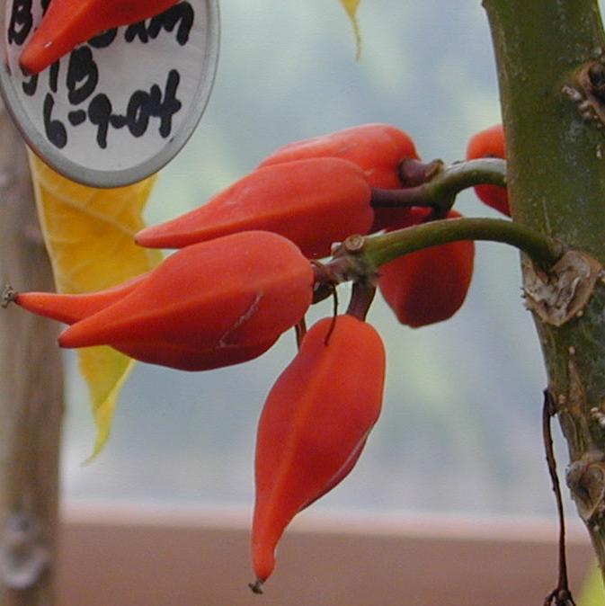 Papaya Parviflora Live Plant (Vasconcellea parviflora)