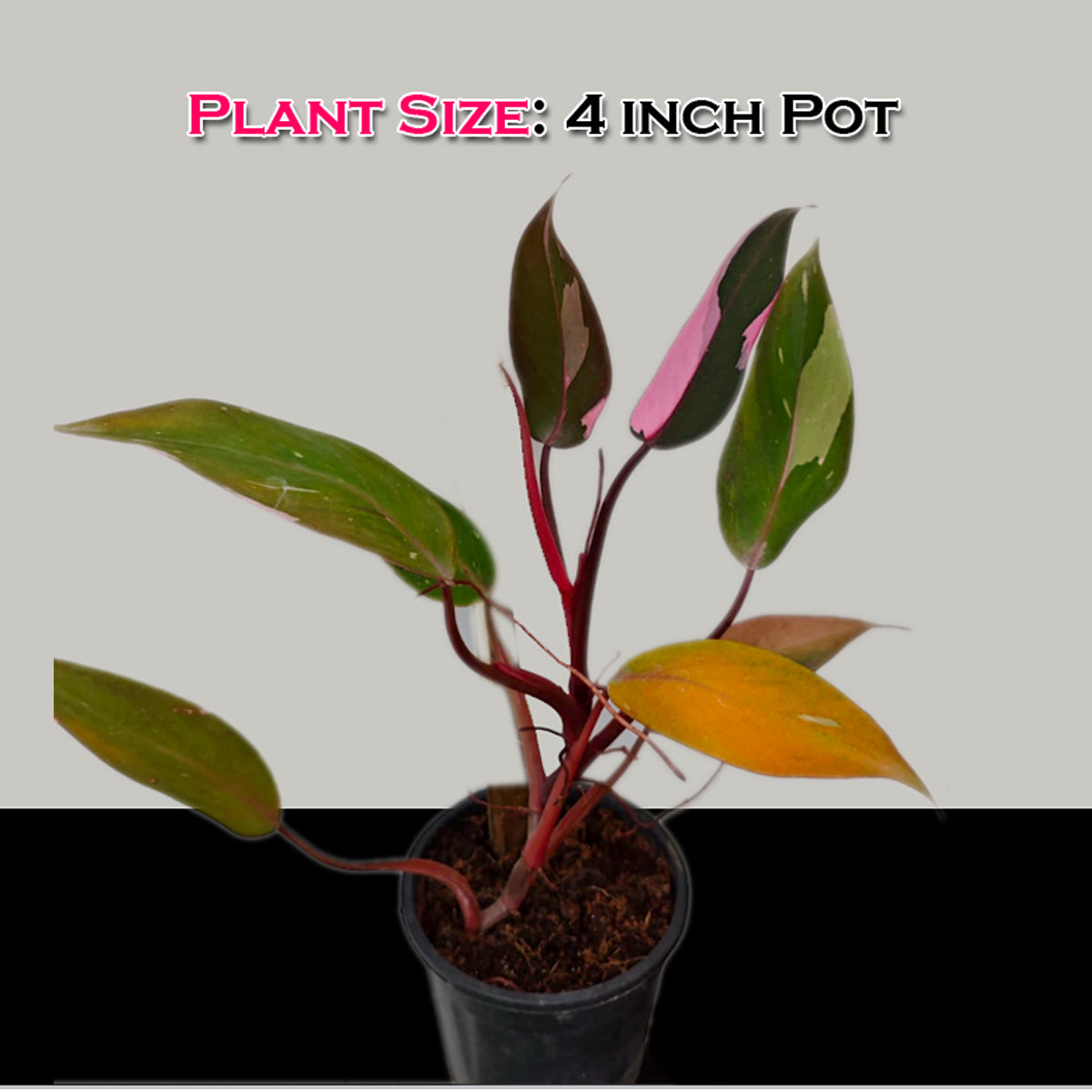 Philodendron Pink Princess Variegated LIve Plant