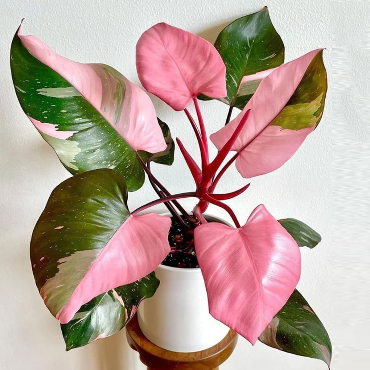 Philodendron Pink Princess Variegated LIve Plant