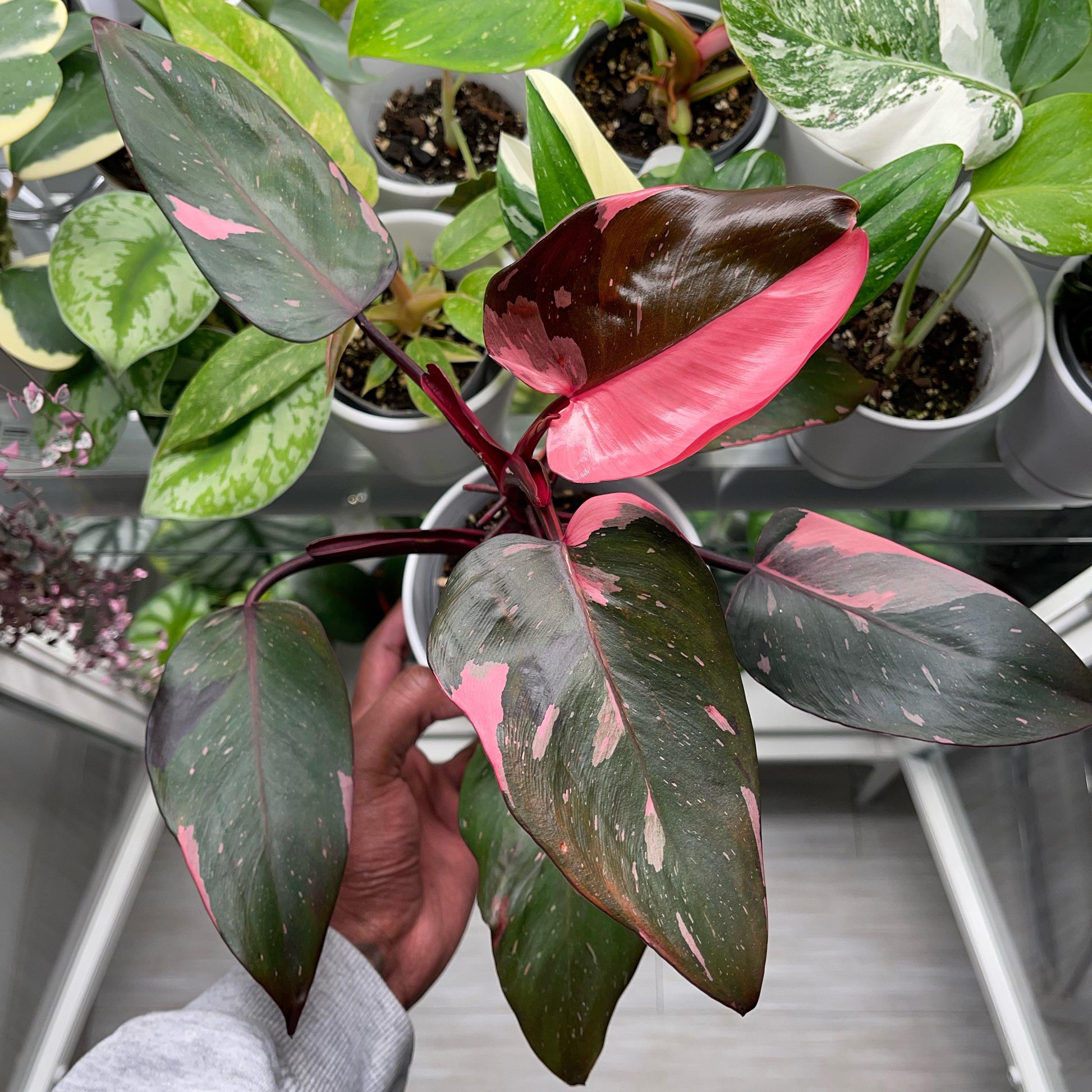 pink princess philodendron live plant Philodendron Pink Princess Variegated LIve Plant – veliyathgardens