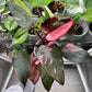 Philodendron Pink Princess Variegated LIve Plant