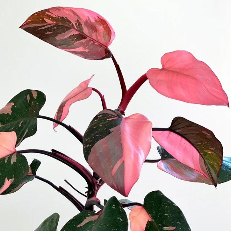 variegated pink philodendron Philodendron Pink Princess Variegated LIve Plant – veliyathgardens