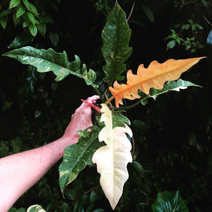 Philodendron Ring of Fire Verigated LIve Plant