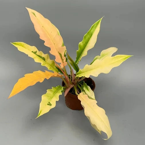 variegated philodendron ring of fire Philodendron Ring of Fire Verigated LIve Plant – veliyathgardens
